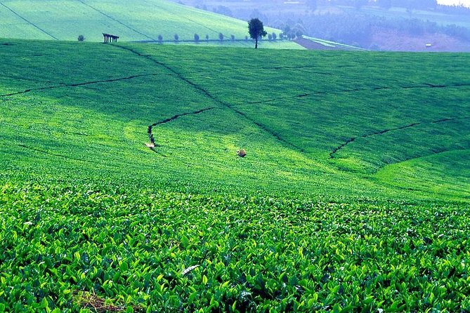 Kiambethu tea farm