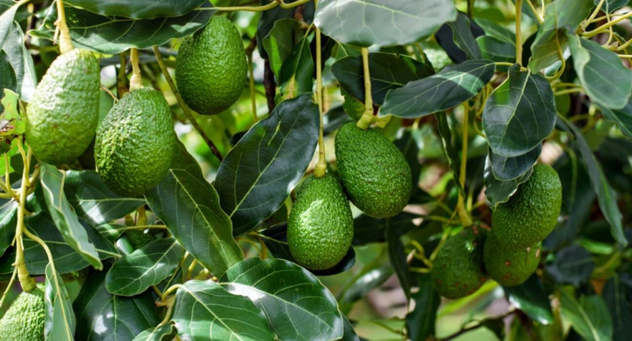 avocados in Kenya