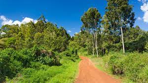 friends of karura