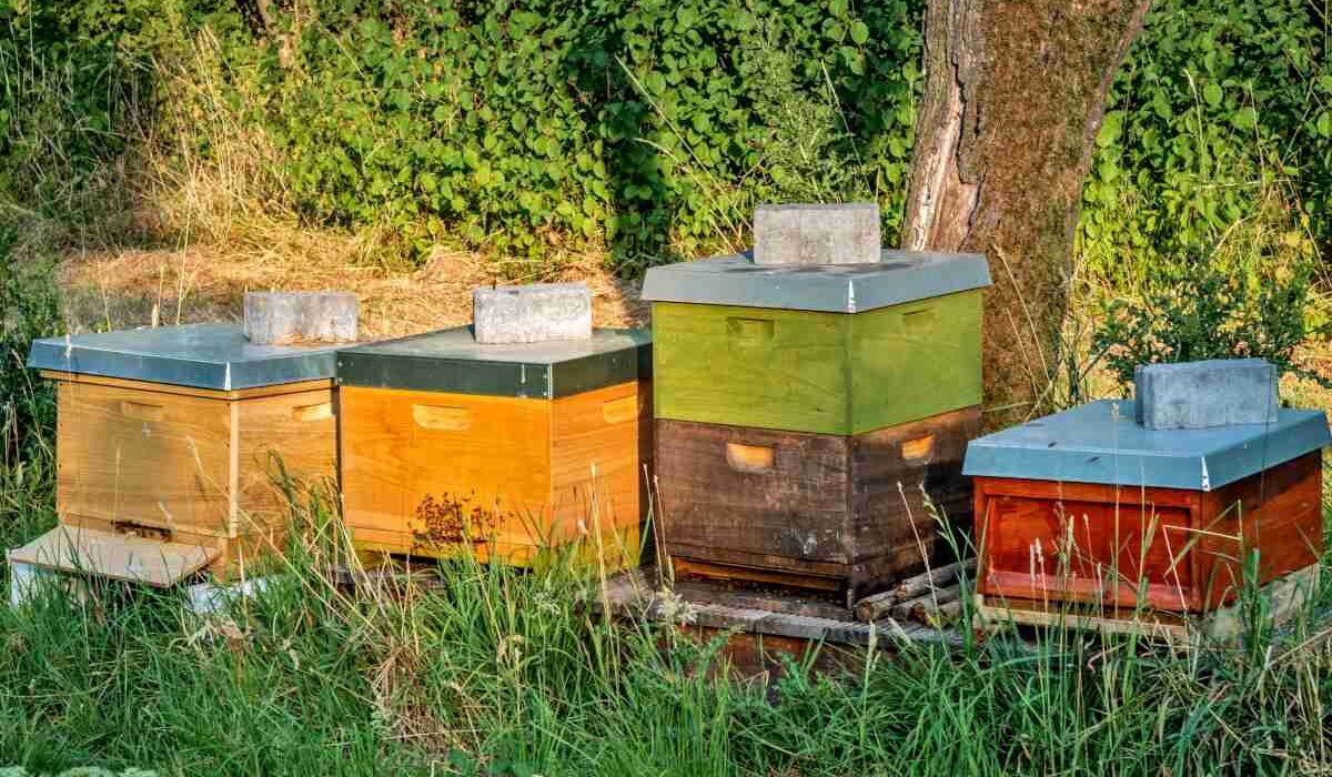 beehives