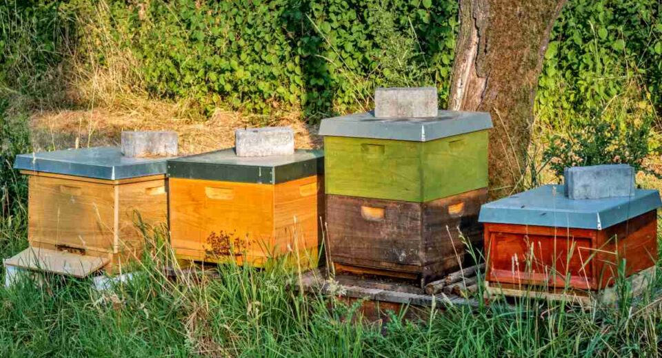 beehives
