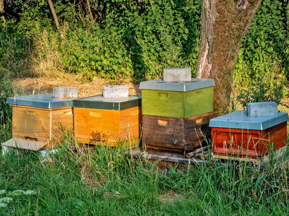 beehives
