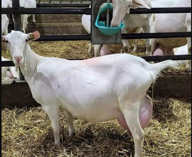 Saanen milk goats from South Africa