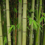 Full List of Fast-Growing Trees in Kenya