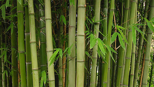 Bamboo Trees