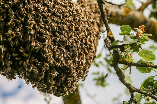 Bee
