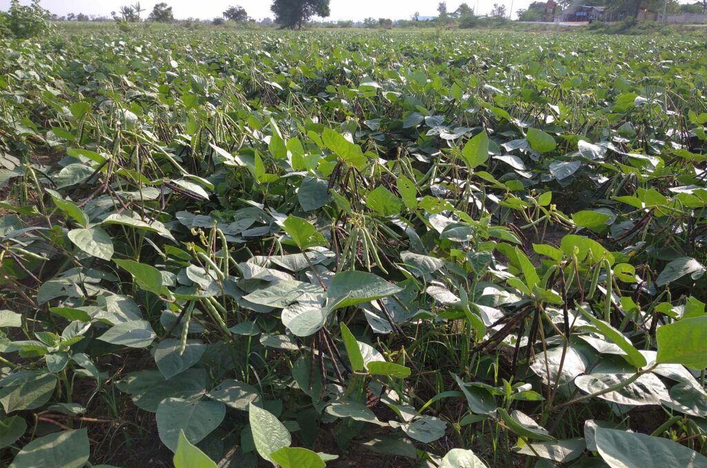 Green gram farm