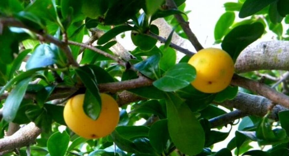 Kei apple