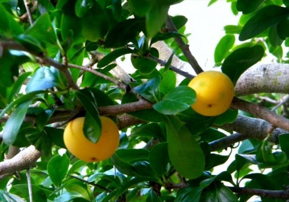 Kei apple