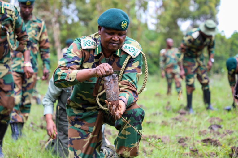 Kenya forest service