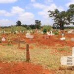 Onion Farming in Kenya: A Lucrative Venture for Small and Large Scale Farmers