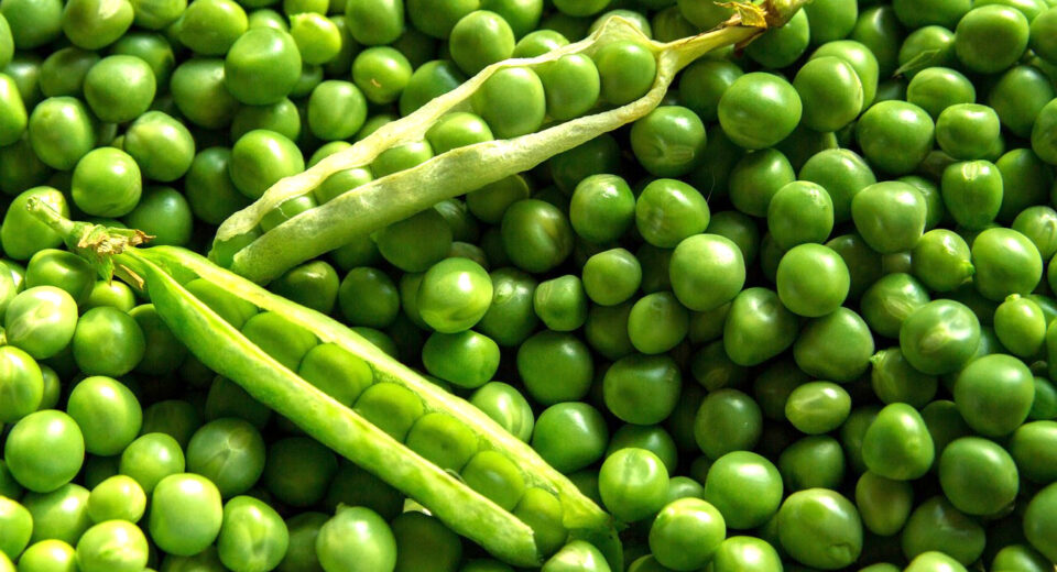 Minji Garden peas
