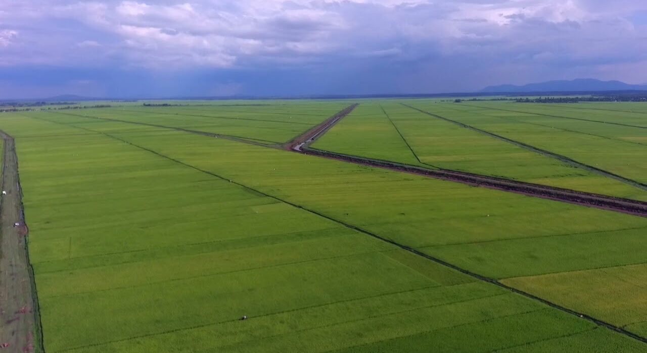 Irrigation has become a lifeline for food security in Kenya, especially with increasingly erratic rainfall patterns impacting agriculture. The Kenyan government, through the National Irrigation Authority (NIA), has invested significantly in developing irrigation schemes to improve agricultural output, promote food security, and alleviate poverty. This article provides a comprehensive list of Kenya's national irrigation schemes, detailing their sizes, locations, and the crops they support. National Irrigation Schemes in Kenya 1. Mwea Irrigation Scheme Mwea is Kenya's largest rice irrigation scheme, covering approximately 30,050 acres in Kirinyaga County. Established in 1954, the scheme engages around 7,022 farmers, who predominantly grow rice. Water for the scheme comes from the Nyamindi and Thiba rivers, conveyed through open channels and earthen canals and distributed via flood irrigation. Mwea has been pivotal in ensuring rice supply in Kenya, producing about 80% of the country's rice. 2. Bura Irrigation Scheme Located in Tana River County, Bura spans 12,000 acres and supports approximately 2,245 farmers. Established in 1978, the scheme's primary crop is maize. Water is pumped from the Tana River, utilizing diesel generators and pumps—a costly but necessary method given the area’s arid climate. 3. Tana Irrigation Scheme The oldest scheme in Kenya, Tana Irrigation Scheme was established in 1953 in Tana River County and covers 12,000 acres. The scheme, involving 1,050 farmers, focuses on maize and cotton production, though farmers also cultivate various horticultural crops. Water from the Tana River is distributed through open earth canals and applied via furrow irrigation, making it a versatile scheme that caters to a variety of crops. 4. Perkerra Irrigation Scheme Started in 1954, Perkerra is located near Marigat Town in Baringo County. The scheme spans 5,800 acres and involves 1,625 farmers. While maize is the main crop, farmers also grow watermelons, onions, and vegetables on a smaller scale. The Perkerra River supplies water, distributed by gravity through open earth channels. 5. Ahero Irrigation Scheme Ahero is situated in the Kano Plains, Kisumu County, between the Nandi Escarpment and Nyabondo Plateau. Covering 4,176 acres, the scheme was established in 1966 and supports 2,000 farmers. The main crop is rice, but farmers also grow soybeans, maize, watermelon, tomatoes, sorghum, and cowpeas. Water sourced from the Nyando River is applied through basin irrigation. 6. Bunyala Irrigation Scheme Located in Busia County, Bunyala covers 1,880 acres and was launched in 1959. It primarily supports rice cultivation, with about 1,394 farmers involved. Water from the Nzoia River is pumped and distributed via gravity flow through open earth channels, making it effective for rice cultivation using basin irrigation. 7. West Kano Irrigation Scheme Also located in the Kano Plains in Kisumu County, this scheme lies between the Nandi Escarpment and Nyabondo Plateau near Lake Victoria. Established in 1974, West Kano spans 4,450 acres and serves 836 farmers. Rice is the predominant crop, with water pumped from Lake Victoria. Irrigation Development Challenges in Kenya Despite these established irrigation schemes, Kenya has only tapped into about 13.5% of its irrigation potential, estimated at 1.342 million hectares. The current irrigated area of approximately 180,503 hectares is limited by several challenges, including: Inadequate Investment: Funding for irrigation projects has historically been low, constraining expansion and modernization efforts. Poor Management Systems: Operational inefficiencies hinder the productivity of irrigation schemes, often leading to water wastage or shortages during critical planting seasons. Lack of Policy Support: An overarching, cohesive irrigation policy is lacking, affecting how schemes are managed and expanded to meet the country’s food production goals. Insufficient Support Services: A shortage of irrigation extension services and marketing infrastructure limits farmers' access to technical knowledge and market linkages, reducing the profitability of irrigated crops. The Future of Irrigation in Kenya To fully realize Kenya’s irrigation potential, the government, along with the National Irrigation Authority (NIA), has committed to expanding existing schemes and developing new ones. There is a growing focus on adopting sustainable and cost-effective technologies, like solar-powered irrigation pumps, and improving water storage infrastructure to reduce dependence on seasonal river flows. Contact the National Irrigation Authority (NIA) For further information, assistance, or inquiries regarding Kenya's irrigation schemes, the NIA is reachable as follows: Head Office: Irrigation House, Lenana Road, Nairobi Contact: +254 711 061 000 Email: ceo@irrigation.go.ke Conclusion The strategic development and expansion of Kenya's irrigation schemes are essential for bolstering agricultural productivity and food security. With more investment and improved management, irrigation holds immense potential to transform Kenya’s agricultural landscape and empower rural farming communities.
