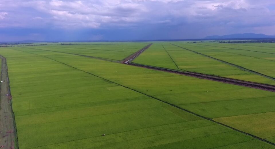 Irrigation has become a lifeline for food security in Kenya, especially with increasingly erratic rainfall patterns impacting agriculture. The Kenyan government, through the National Irrigation Authority (NIA), has invested significantly in developing irrigation schemes to improve agricultural output, promote food security, and alleviate poverty. This article provides a comprehensive list of Kenya's national irrigation schemes, detailing their sizes, locations, and the crops they support. National Irrigation Schemes in Kenya 1. Mwea Irrigation Scheme Mwea is Kenya's largest rice irrigation scheme, covering approximately 30,050 acres in Kirinyaga County. Established in 1954, the scheme engages around 7,022 farmers, who predominantly grow rice. Water for the scheme comes from the Nyamindi and Thiba rivers, conveyed through open channels and earthen canals and distributed via flood irrigation. Mwea has been pivotal in ensuring rice supply in Kenya, producing about 80% of the country's rice. 2. Bura Irrigation Scheme Located in Tana River County, Bura spans 12,000 acres and supports approximately 2,245 farmers. Established in 1978, the scheme's primary crop is maize. Water is pumped from the Tana River, utilizing diesel generators and pumps—a costly but necessary method given the area’s arid climate. 3. Tana Irrigation Scheme The oldest scheme in Kenya, Tana Irrigation Scheme was established in 1953 in Tana River County and covers 12,000 acres. The scheme, involving 1,050 farmers, focuses on maize and cotton production, though farmers also cultivate various horticultural crops. Water from the Tana River is distributed through open earth canals and applied via furrow irrigation, making it a versatile scheme that caters to a variety of crops. 4. Perkerra Irrigation Scheme Started in 1954, Perkerra is located near Marigat Town in Baringo County. The scheme spans 5,800 acres and involves 1,625 farmers. While maize is the main crop, farmers also grow watermelons, onions, and vegetables on a smaller scale. The Perkerra River supplies water, distributed by gravity through open earth channels. 5. Ahero Irrigation Scheme Ahero is situated in the Kano Plains, Kisumu County, between the Nandi Escarpment and Nyabondo Plateau. Covering 4,176 acres, the scheme was established in 1966 and supports 2,000 farmers. The main crop is rice, but farmers also grow soybeans, maize, watermelon, tomatoes, sorghum, and cowpeas. Water sourced from the Nyando River is applied through basin irrigation. 6. Bunyala Irrigation Scheme Located in Busia County, Bunyala covers 1,880 acres and was launched in 1959. It primarily supports rice cultivation, with about 1,394 farmers involved. Water from the Nzoia River is pumped and distributed via gravity flow through open earth channels, making it effective for rice cultivation using basin irrigation. 7. West Kano Irrigation Scheme Also located in the Kano Plains in Kisumu County, this scheme lies between the Nandi Escarpment and Nyabondo Plateau near Lake Victoria. Established in 1974, West Kano spans 4,450 acres and serves 836 farmers. Rice is the predominant crop, with water pumped from Lake Victoria. Irrigation Development Challenges in Kenya Despite these established irrigation schemes, Kenya has only tapped into about 13.5% of its irrigation potential, estimated at 1.342 million hectares. The current irrigated area of approximately 180,503 hectares is limited by several challenges, including: Inadequate Investment: Funding for irrigation projects has historically been low, constraining expansion and modernization efforts. Poor Management Systems: Operational inefficiencies hinder the productivity of irrigation schemes, often leading to water wastage or shortages during critical planting seasons. Lack of Policy Support: An overarching, cohesive irrigation policy is lacking, affecting how schemes are managed and expanded to meet the country’s food production goals. Insufficient Support Services: A shortage of irrigation extension services and marketing infrastructure limits farmers' access to technical knowledge and market linkages, reducing the profitability of irrigated crops. The Future of Irrigation in Kenya To fully realize Kenya’s irrigation potential, the government, along with the National Irrigation Authority (NIA), has committed to expanding existing schemes and developing new ones. There is a growing focus on adopting sustainable and cost-effective technologies, like solar-powered irrigation pumps, and improving water storage infrastructure to reduce dependence on seasonal river flows. Contact the National Irrigation Authority (NIA) For further information, assistance, or inquiries regarding Kenya's irrigation schemes, the NIA is reachable as follows: Head Office: Irrigation House, Lenana Road, Nairobi Contact: +254 711 061 000 Email: ceo@irrigation.go.ke Conclusion The strategic development and expansion of Kenya's irrigation schemes are essential for bolstering agricultural productivity and food security. With more investment and improved management, irrigation holds immense potential to transform Kenya’s agricultural landscape and empower rural farming communities.