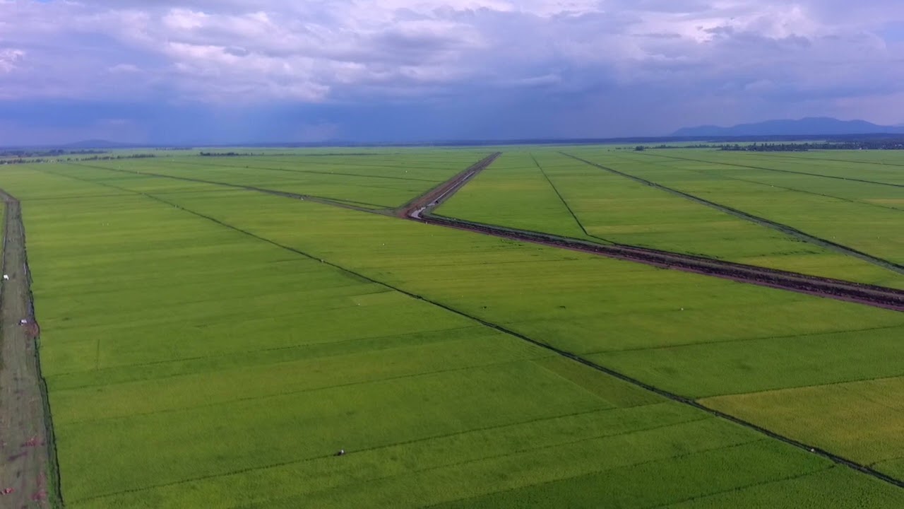 Irrigation has become a lifeline for food security in Kenya, especially with increasingly erratic rainfall patterns impacting agriculture. The Kenyan government, through the National Irrigation Authority (NIA), has invested significantly in developing irrigation schemes to improve agricultural output, promote food security, and alleviate poverty. This article provides a comprehensive list of Kenya's national irrigation schemes, detailing their sizes, locations, and the crops they support. National Irrigation Schemes in Kenya 1. Mwea Irrigation Scheme Mwea is Kenya's largest rice irrigation scheme, covering approximately 30,050 acres in Kirinyaga County. Established in 1954, the scheme engages around 7,022 farmers, who predominantly grow rice. Water for the scheme comes from the Nyamindi and Thiba rivers, conveyed through open channels and earthen canals and distributed via flood irrigation. Mwea has been pivotal in ensuring rice supply in Kenya, producing about 80% of the country's rice. 2. Bura Irrigation Scheme Located in Tana River County, Bura spans 12,000 acres and supports approximately 2,245 farmers. Established in 1978, the scheme's primary crop is maize. Water is pumped from the Tana River, utilizing diesel generators and pumps—a costly but necessary method given the area’s arid climate. 3. Tana Irrigation Scheme The oldest scheme in Kenya, Tana Irrigation Scheme was established in 1953 in Tana River County and covers 12,000 acres. The scheme, involving 1,050 farmers, focuses on maize and cotton production, though farmers also cultivate various horticultural crops. Water from the Tana River is distributed through open earth canals and applied via furrow irrigation, making it a versatile scheme that caters to a variety of crops. 4. Perkerra Irrigation Scheme Started in 1954, Perkerra is located near Marigat Town in Baringo County. The scheme spans 5,800 acres and involves 1,625 farmers. While maize is the main crop, farmers also grow watermelons, onions, and vegetables on a smaller scale. The Perkerra River supplies water, distributed by gravity through open earth channels. 5. Ahero Irrigation Scheme Ahero is situated in the Kano Plains, Kisumu County, between the Nandi Escarpment and Nyabondo Plateau. Covering 4,176 acres, the scheme was established in 1966 and supports 2,000 farmers. The main crop is rice, but farmers also grow soybeans, maize, watermelon, tomatoes, sorghum, and cowpeas. Water sourced from the Nyando River is applied through basin irrigation. 6. Bunyala Irrigation Scheme Located in Busia County, Bunyala covers 1,880 acres and was launched in 1959. It primarily supports rice cultivation, with about 1,394 farmers involved. Water from the Nzoia River is pumped and distributed via gravity flow through open earth channels, making it effective for rice cultivation using basin irrigation. 7. West Kano Irrigation Scheme Also located in the Kano Plains in Kisumu County, this scheme lies between the Nandi Escarpment and Nyabondo Plateau near Lake Victoria. Established in 1974, West Kano spans 4,450 acres and serves 836 farmers. Rice is the predominant crop, with water pumped from Lake Victoria. Irrigation Development Challenges in Kenya Despite these established irrigation schemes, Kenya has only tapped into about 13.5% of its irrigation potential, estimated at 1.342 million hectares. The current irrigated area of approximately 180,503 hectares is limited by several challenges, including: Inadequate Investment: Funding for irrigation projects has historically been low, constraining expansion and modernization efforts. Poor Management Systems: Operational inefficiencies hinder the productivity of irrigation schemes, often leading to water wastage or shortages during critical planting seasons. Lack of Policy Support: An overarching, cohesive irrigation policy is lacking, affecting how schemes are managed and expanded to meet the country’s food production goals. Insufficient Support Services: A shortage of irrigation extension services and marketing infrastructure limits farmers' access to technical knowledge and market linkages, reducing the profitability of irrigated crops. The Future of Irrigation in Kenya To fully realize Kenya’s irrigation potential, the government, along with the National Irrigation Authority (NIA), has committed to expanding existing schemes and developing new ones. There is a growing focus on adopting sustainable and cost-effective technologies, like solar-powered irrigation pumps, and improving water storage infrastructure to reduce dependence on seasonal river flows. Contact the National Irrigation Authority (NIA) For further information, assistance, or inquiries regarding Kenya's irrigation schemes, the NIA is reachable as follows: Head Office: Irrigation House, Lenana Road, Nairobi Contact: +254 711 061 000 Email: ceo@irrigation.go.ke Conclusion The strategic development and expansion of Kenya's irrigation schemes are essential for bolstering agricultural productivity and food security. With more investment and improved management, irrigation holds immense potential to transform Kenya’s agricultural landscape and empower rural farming communities.