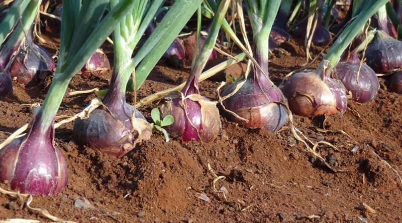 Onion Farm
