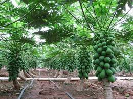 Pawpaw farm