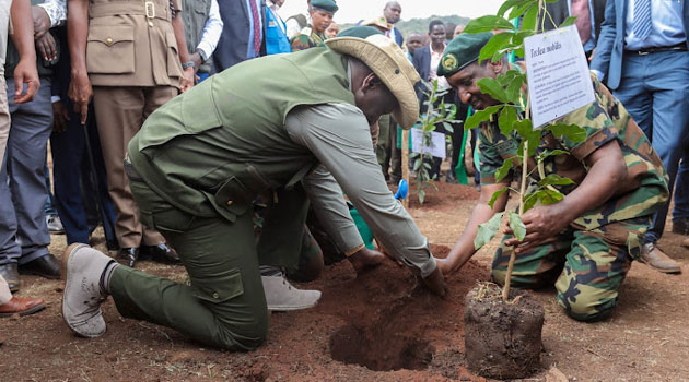 Ruto Planting tree