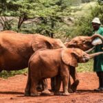 Marion Gathoga-Mwangi Joins Absa Kenya Board: A Trailblazer with Over 25 Years of Experience in Leadership