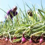 Onion Farming in Kenya: A Lucrative Venture for Small and Large Scale Farmers