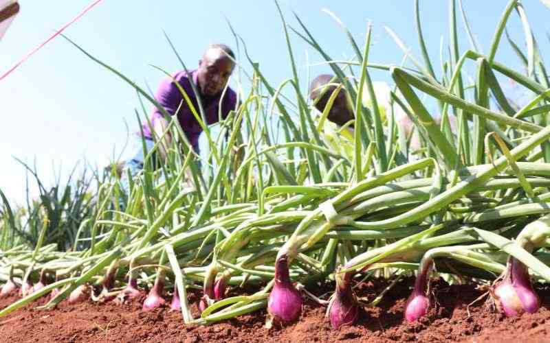 Spring Onion