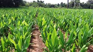 Turmeric farm