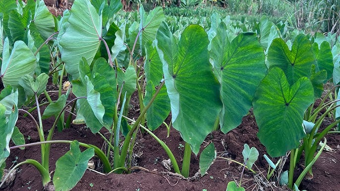 arrowroots nduma farm