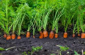 carrot farm