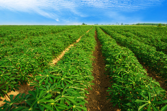 casava farm