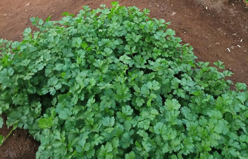 dhania farm