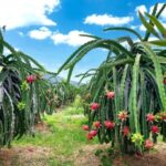 Complete Guide to Dragon Fruit Farming in Kenya: A Growing Opportunity