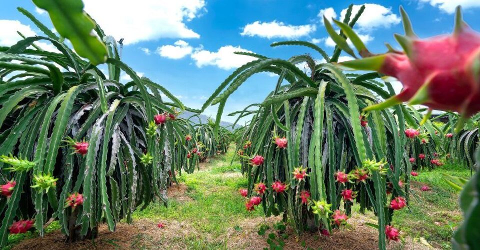 dragonfruit farm