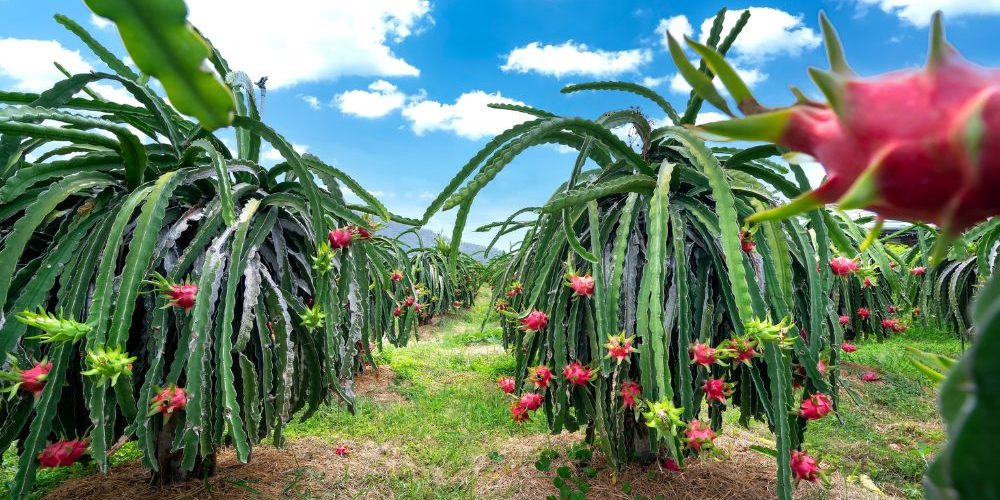 dragonfruit farm