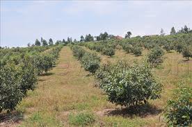 hass avocado plantation