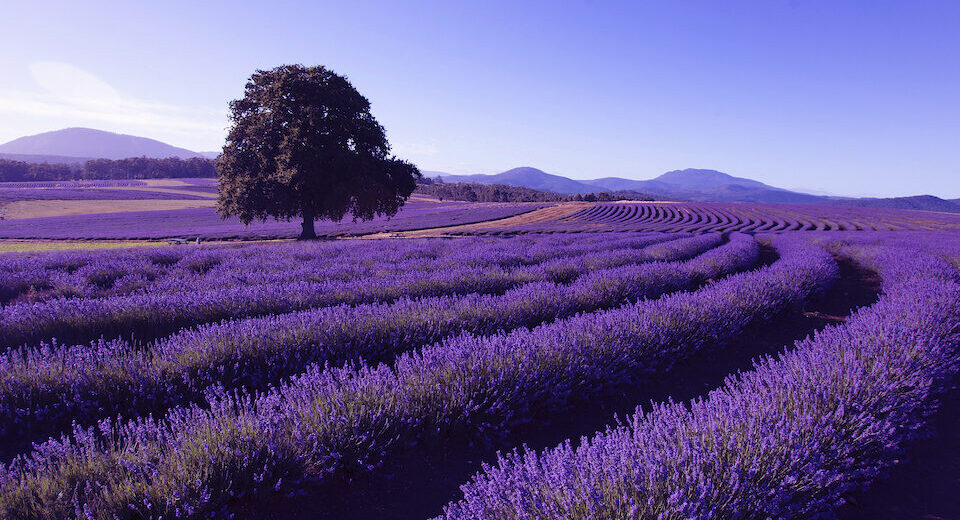 Lavender Farm