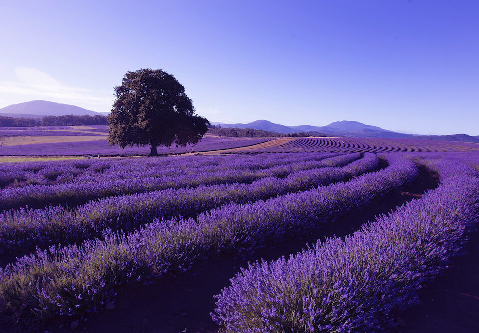 Lavender Farm