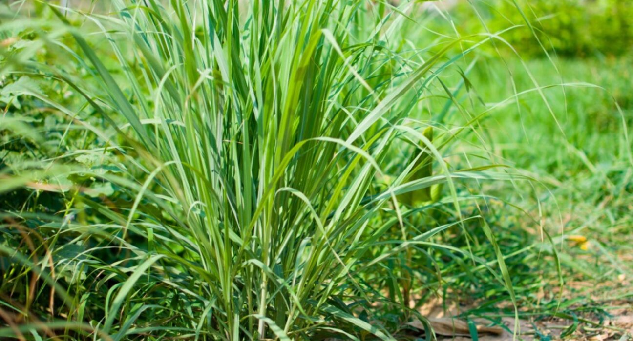 lemongrass