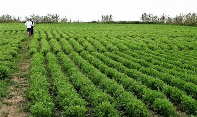 lentils farm