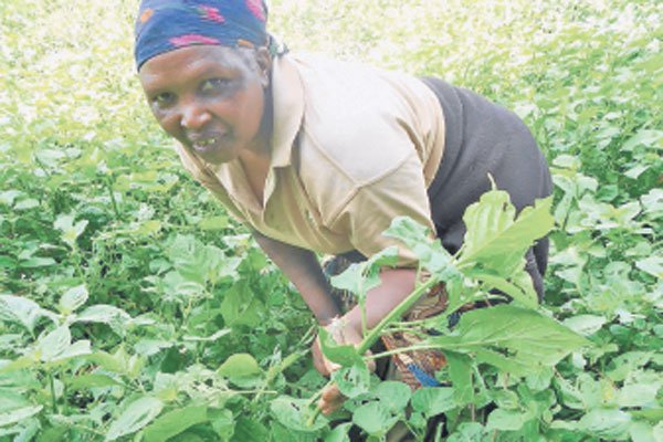 managu farm