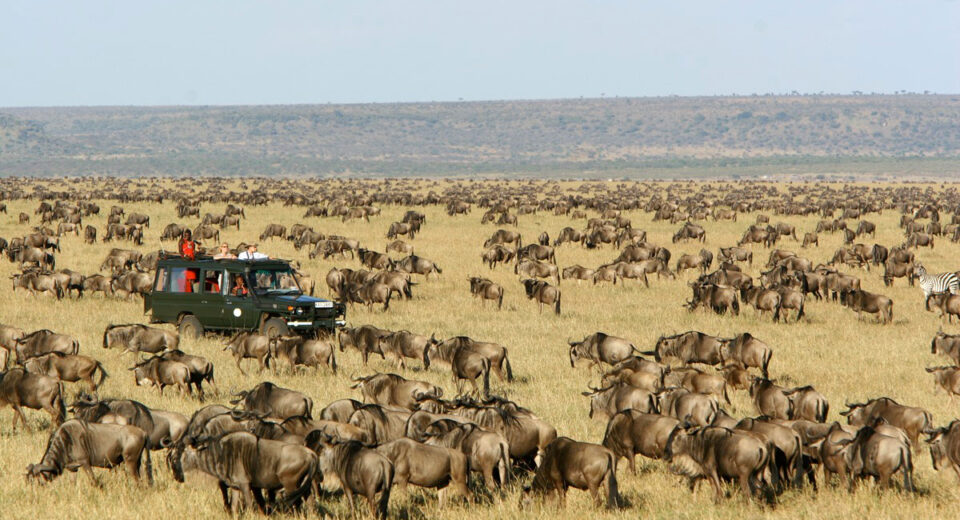 masai mara