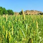 Ultimate Guide For Cassava Farming in Kenya: A Growing Opportunity for Farmers