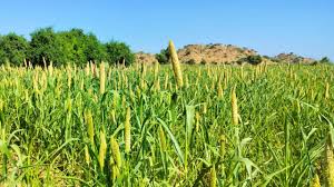 millet farm