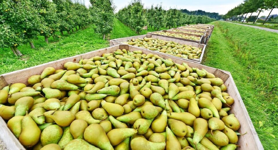pears farm