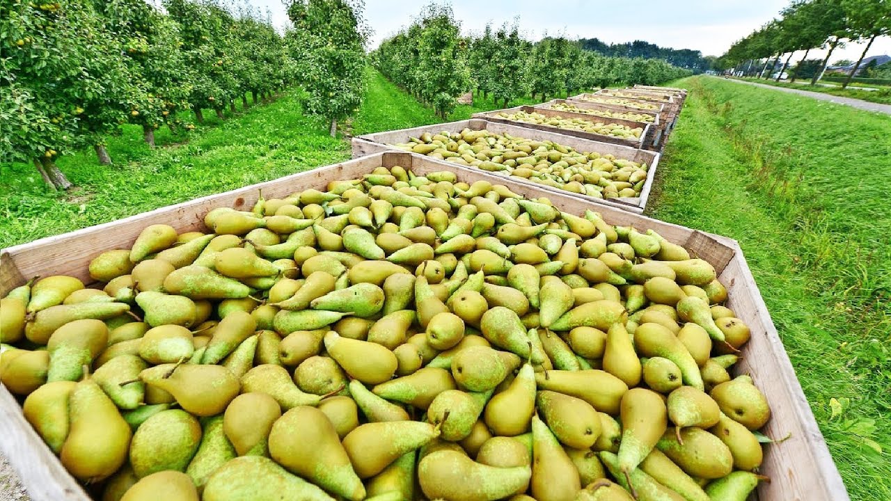pears farm