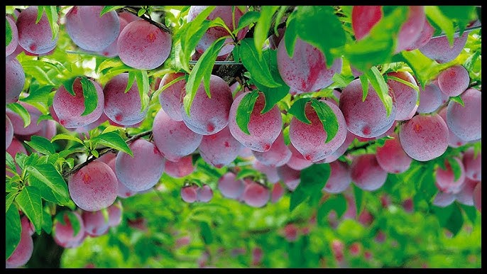 plums farm