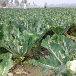 Lettuce Farming in Kenya: A Profitable Venture for Farmers