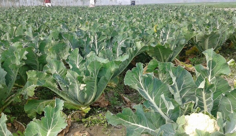 Cauliflower farm