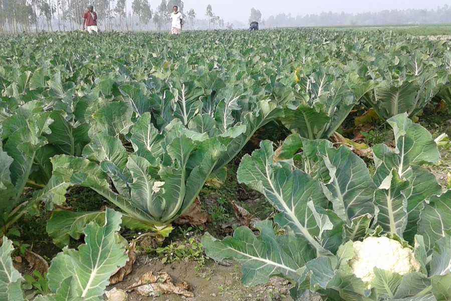 Cauliflower farm
