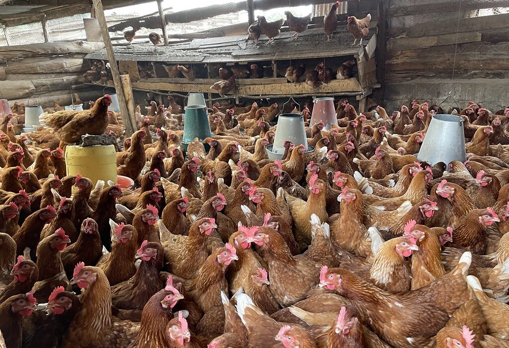 Poultry