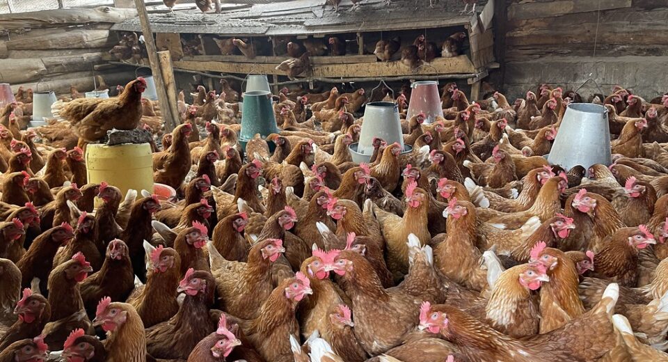 Poultry